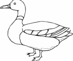 Coloriage Canard